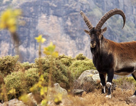 Walia Ibex