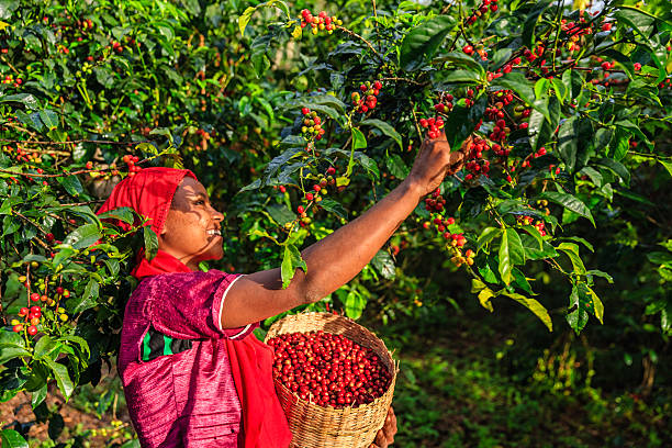 Western Ethiopia